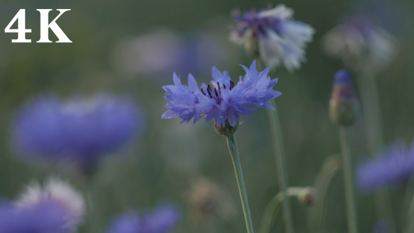 Purple Flowers