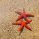 Starfish - VideoHive Item for Sale