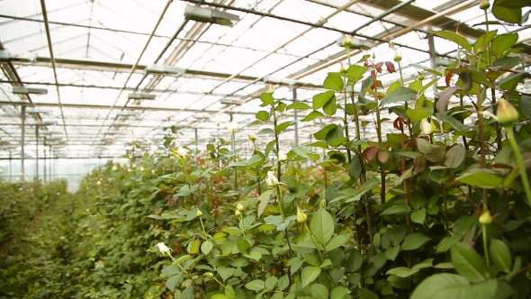 The Cultivation Of Roses In Greenhouses