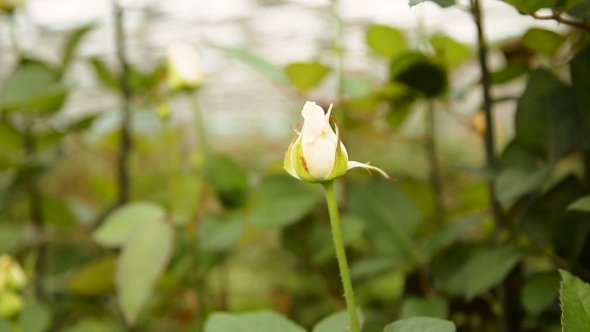 White Rose in the Garden