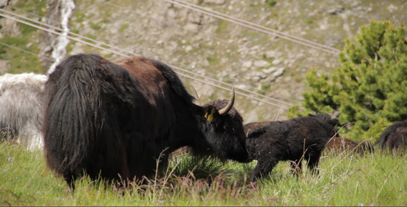 Yak