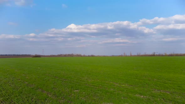 Aerial fly forward above young green spring field