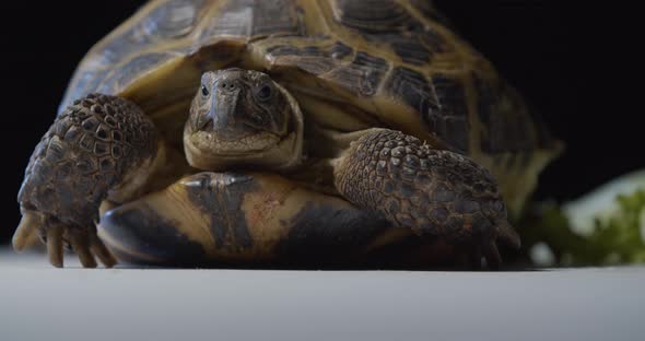 Close Up of a Massive Central Asian Tortoise Looking Around Wildlife