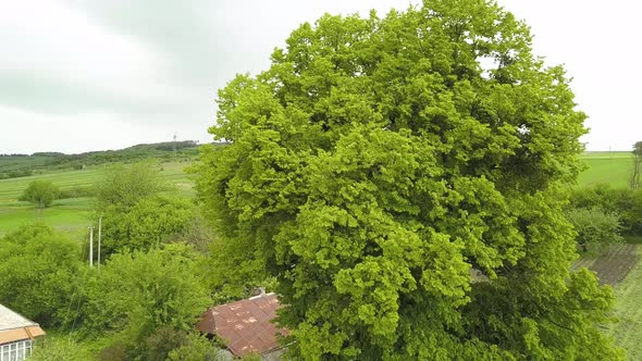 Aerial view of a big green tree growing in village in summer.