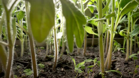 Stems of Green Seedlings of Tomatoes Grown on Ground in Greenhouse