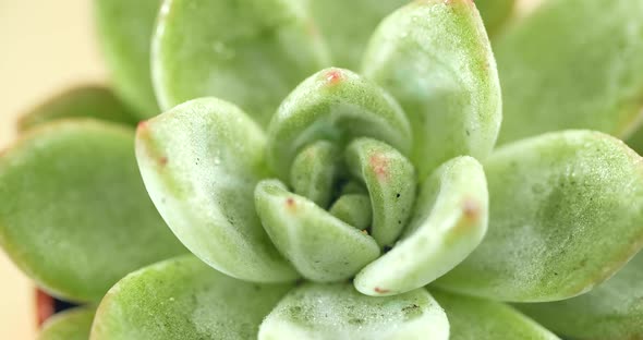 Miniature succulent plant