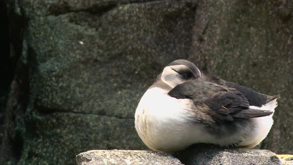 Close up shot of cute sleeping Atlantic Puffin, puts its beak into its feathers to rest