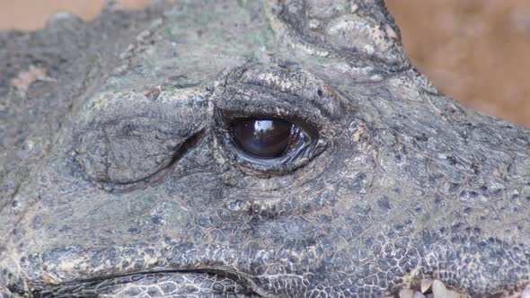 Dwarf Crocodile Closing Eye