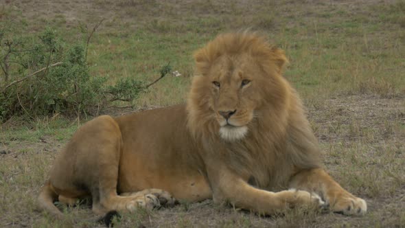 African lion resting