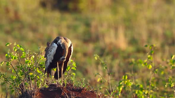 Black bellied bustard in Kruger National park, South Africa