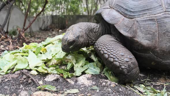 Huge Aldabra Giant Tortoise Eats Green Leaves in the Reserve Zanzibar Africa