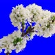 Cherry-tree flowers blooming time lapse with alpha channel  - VideoHive Item for Sale