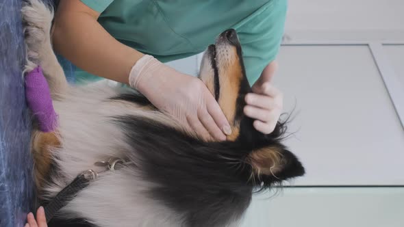 Medical Checkup of Collie Dog in Clinic