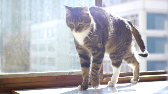 Cat Walking On The Windowsill