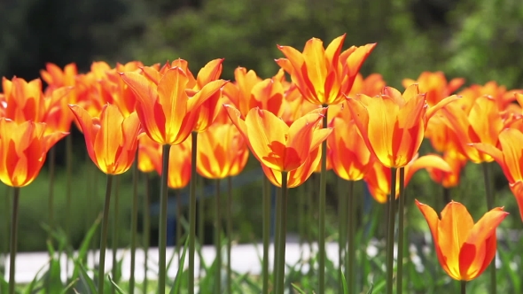 Tulips. A Lot Of Red Tulips Swaying In The Wind.