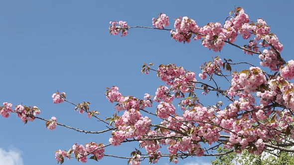 Flowering Cherry In Spring On a Sunny Day