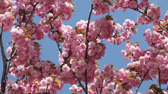 Flowering Cherry In Spring On a Sunny Day
