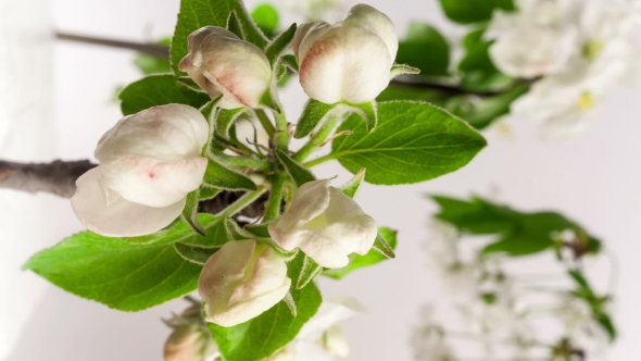  Video Of An Apple Flower Blossoming 