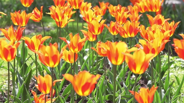 A Lot Of Red Tulips Swaying In The Wind