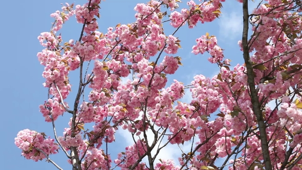 Flowering Cherry In Spring On a Sunny Day