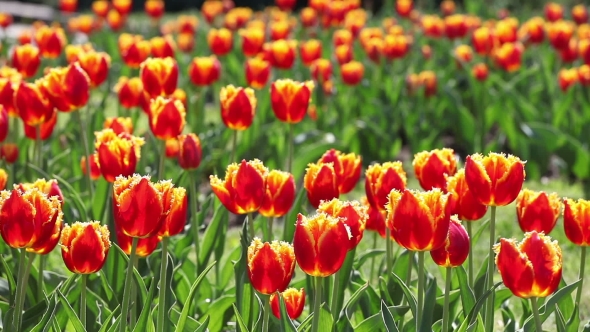 Tulips. A Lot of Red Tulips Swaying in the Wind.