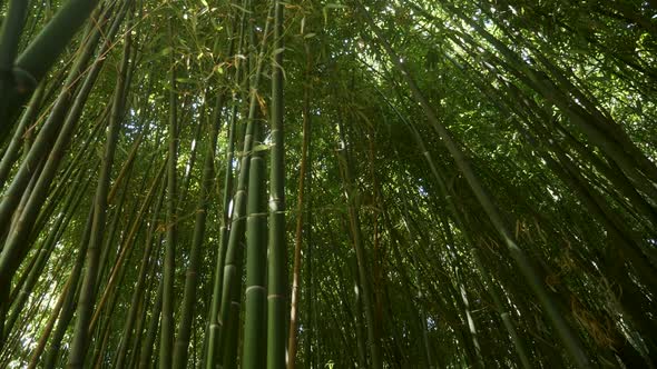 Tall Growing Green Bamboo Grows