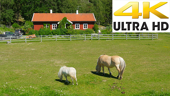 Horse Grazing on Grass, Scandinavian Village near Stockholm alt