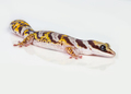 Castelnau Velvet Gecko - PhotoDune Item for Sale