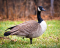 Canada goose - PhotoDune Item for Sale