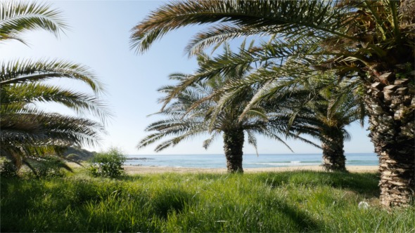 Palms Trees In The Beach