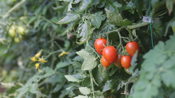 Tomato Growing in Greenhouse