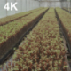 Inside The Greenhouse With Grape Seedlings - VideoHive Item for Sale