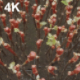 The Grape Seedlings - VideoHive Item for Sale
