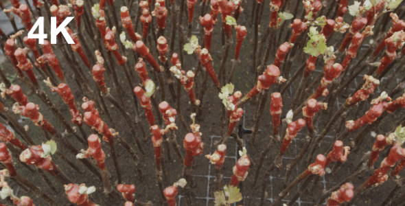 The Grape Seedlings