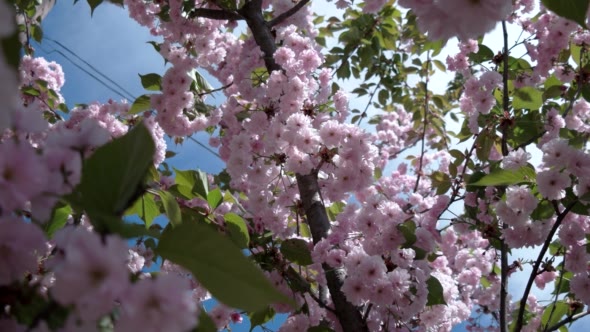 Japanese Cherry Sakura Branch Blossoming