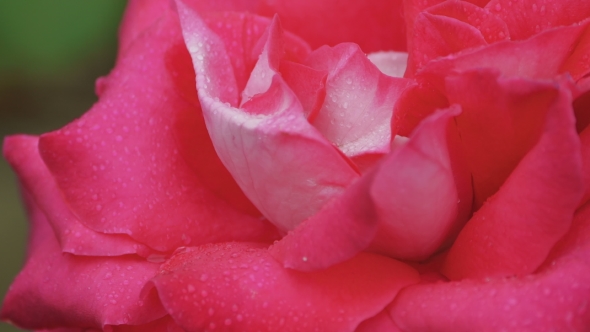 Rose Flower 