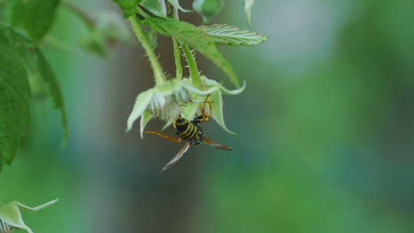 Common Wasp ( Vespula Vulgaris)