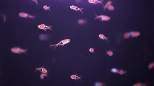 School of tiny Minos swimming sporadically in freshly laid aquarium fish tank.