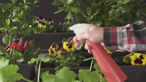 Water spray humidifier on flower pot with various spring flowers