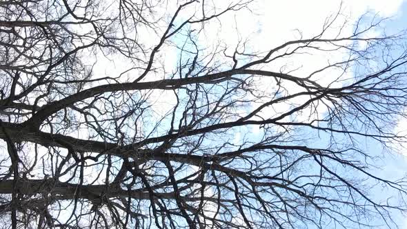 Vertical Video of the Forest with Trees Without Leaves