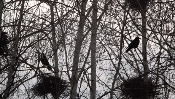 Silhouettes Rooks Nesting in the Trees in Early