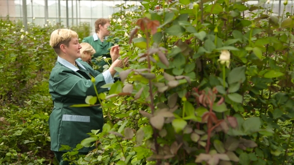 Florists Working In The Rose Garden