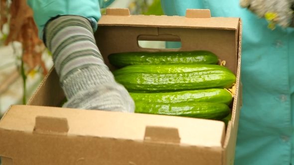 Harvest Cucumbers And Put In a Box