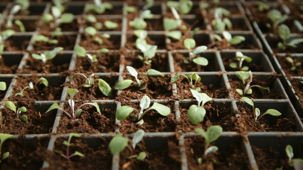 Flower Seedlings In Pots