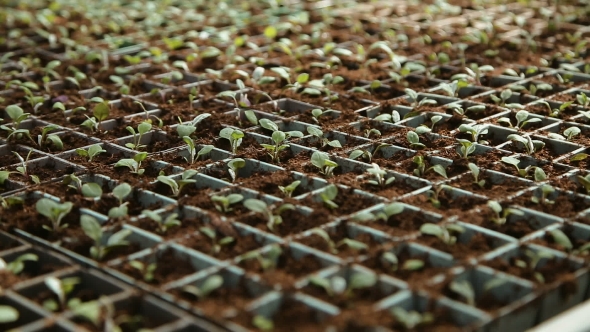 Growing Seedlings In Pots