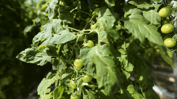 Green Unripe Tomatoes On a Branch