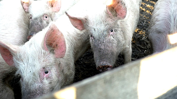 Pigs On A Countryside Farm 