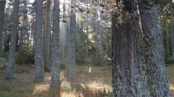 Big Tree In The Forest