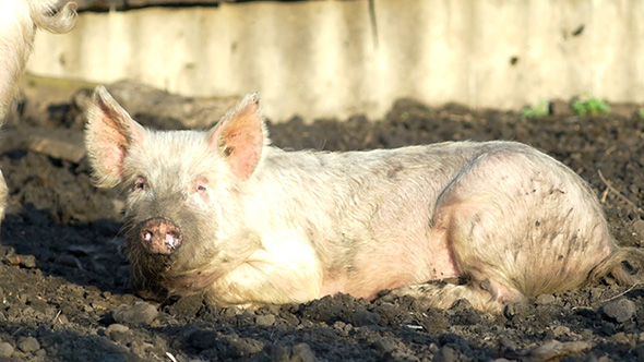 Pig On A Countryside Farm 5