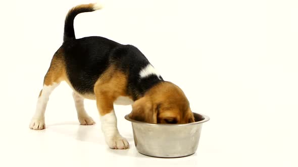 Cute Beagle Puppy Eating From a Dish. Slow Motion